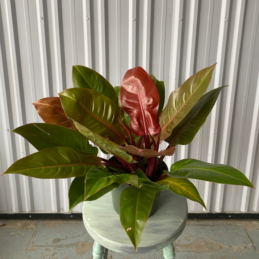 08'' Philodendron Prince of Orange