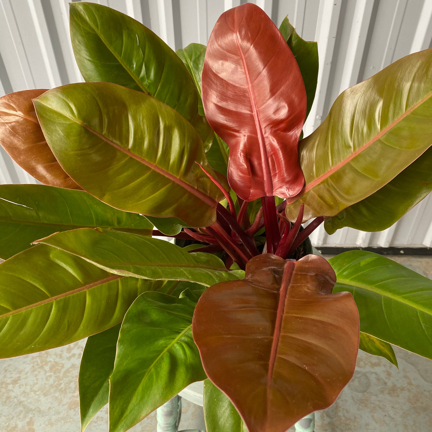08'' Philodendron Prince of Orange