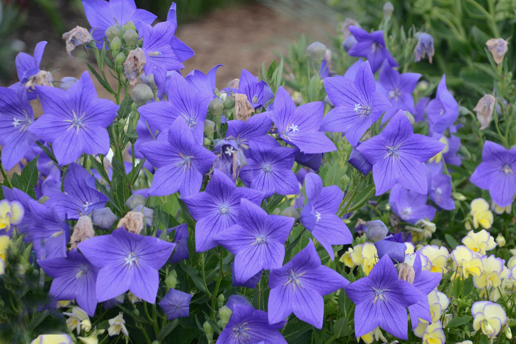 PLATYCODON SENTIMENTAL BLUE BALLOON FLOWER