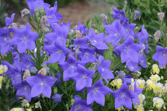 PLATYCODON SENTIMENTAL BLUE BALLOON FLOWER - QUART POT