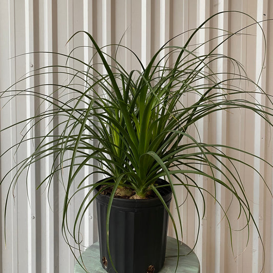 10" Beaucarnia Ponytail Palm Multi