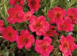 PORTULACA PAZAZZ RED FLARE