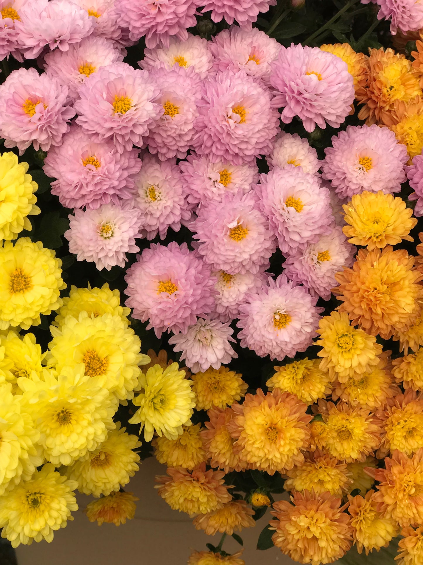 GARDEN MUMS COMBO PUMPKIN SPICE - 10'' POT