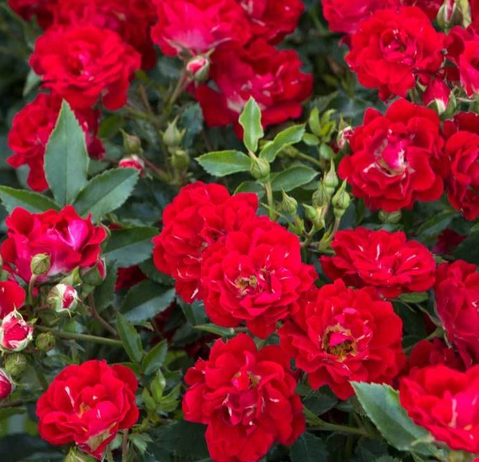 ROSE DRIFT 'RED'
