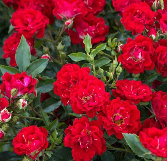 ROSE DRIFT 'RED'