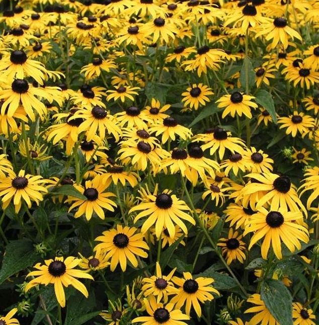 RUDBECKIA FULGIDA GOLDSTURM BLACK EYED SUSAN