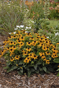 Rudbeckia fulgida 'Little Goldstar'