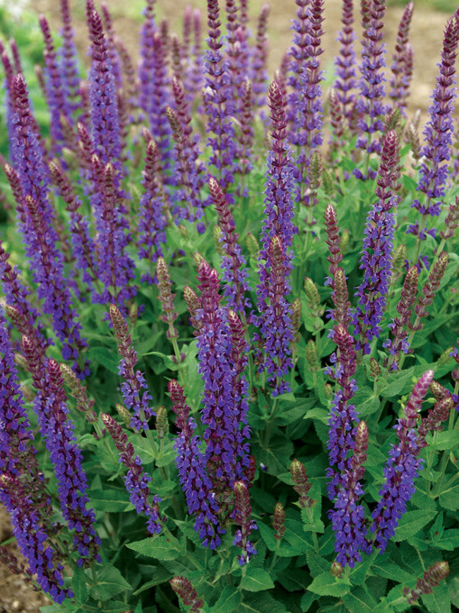 Salvia x s.h. 'East Friesland'