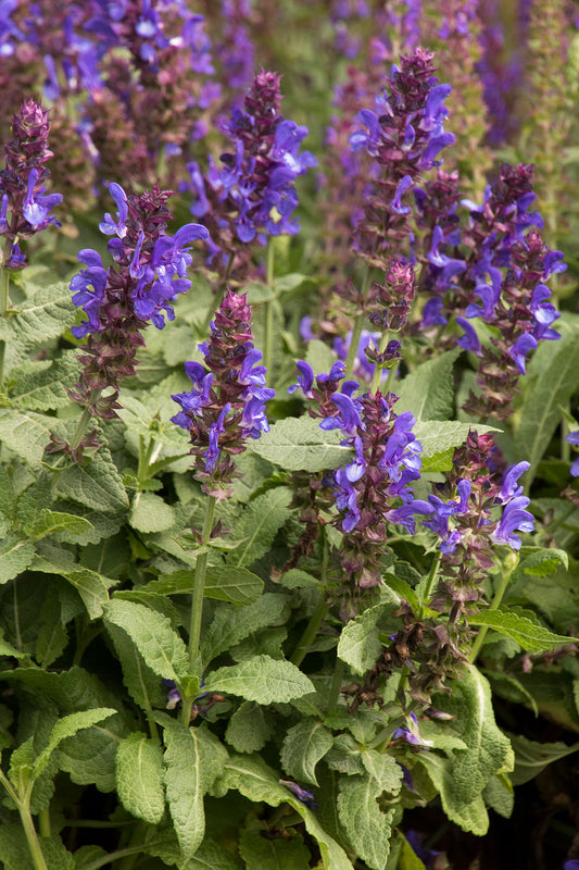 Salvia nemerosa 'Blue Marvel'