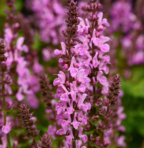 Salvia nemerosa 'Rose Marvel'