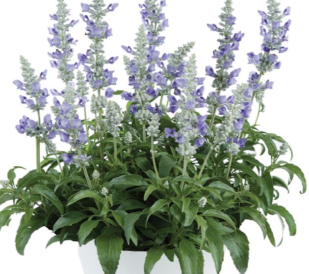 SALVIA SALLYFUN BLUE ICE