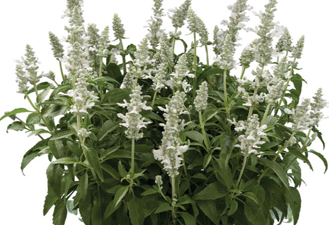 SALVIA SALLYFUN PURE WHITE