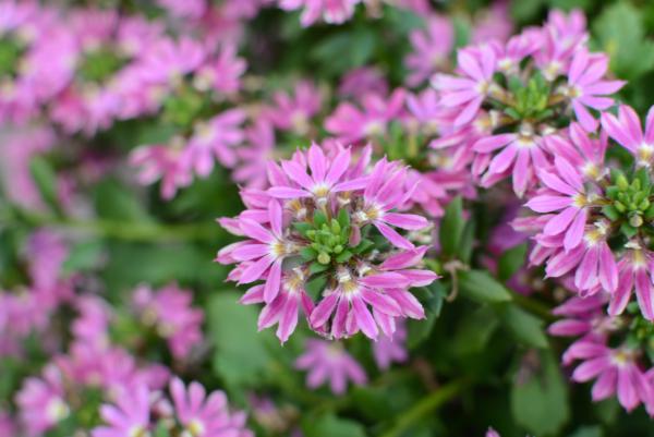 SCAEVOLA SURDIVA PINK FASHION