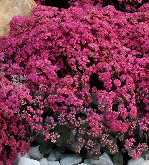 SEDUM SUNSPARKLER DAZZLEBERRY STONECROP - QUART POT