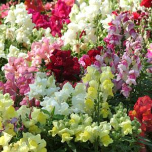 SNAPDRAGON SNAPSHOT MIX