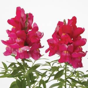 SNAPDRAGON SNAPSHOT ROSE