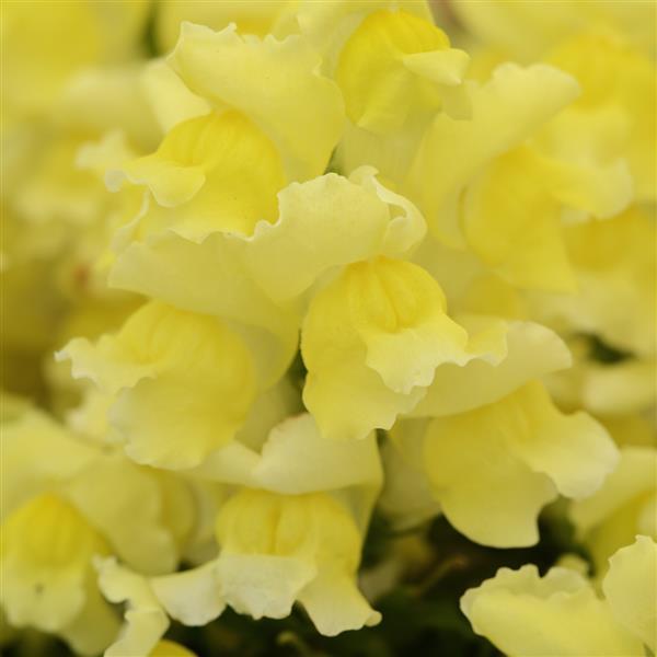 SNAPDRAGON SNAPSHOT YELLOW