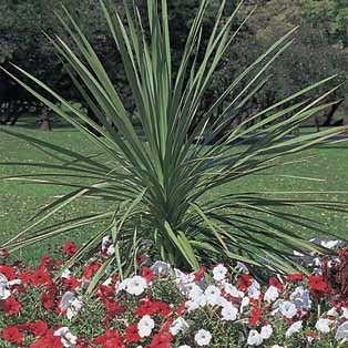 SPIKE DRACAENA