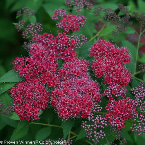 Spiraea jap. 'Double Play Red'