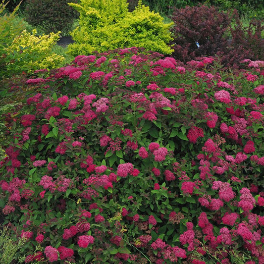 Spirea Double Play® Doozie (PW)