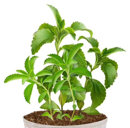 STEVIA REBUDIANA STEVIA THE SUGAR HERB