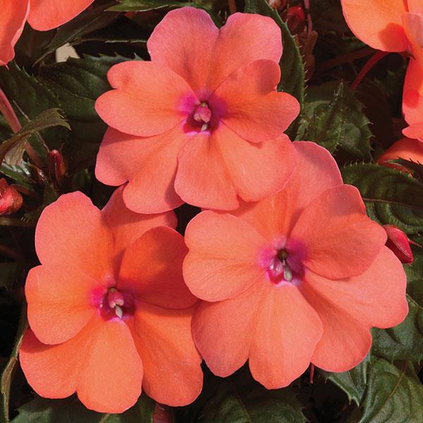 SUNPATIENS COMPACT CORAL PINK - JUMBO 6 PACK