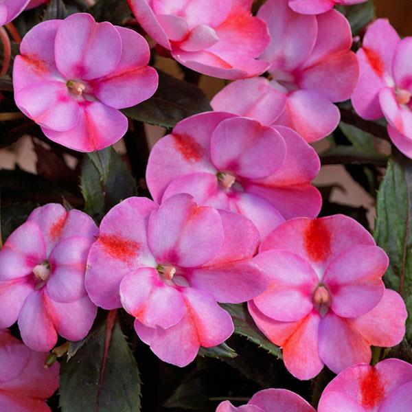 SUNPATIENS COMPACT PINK CANDY