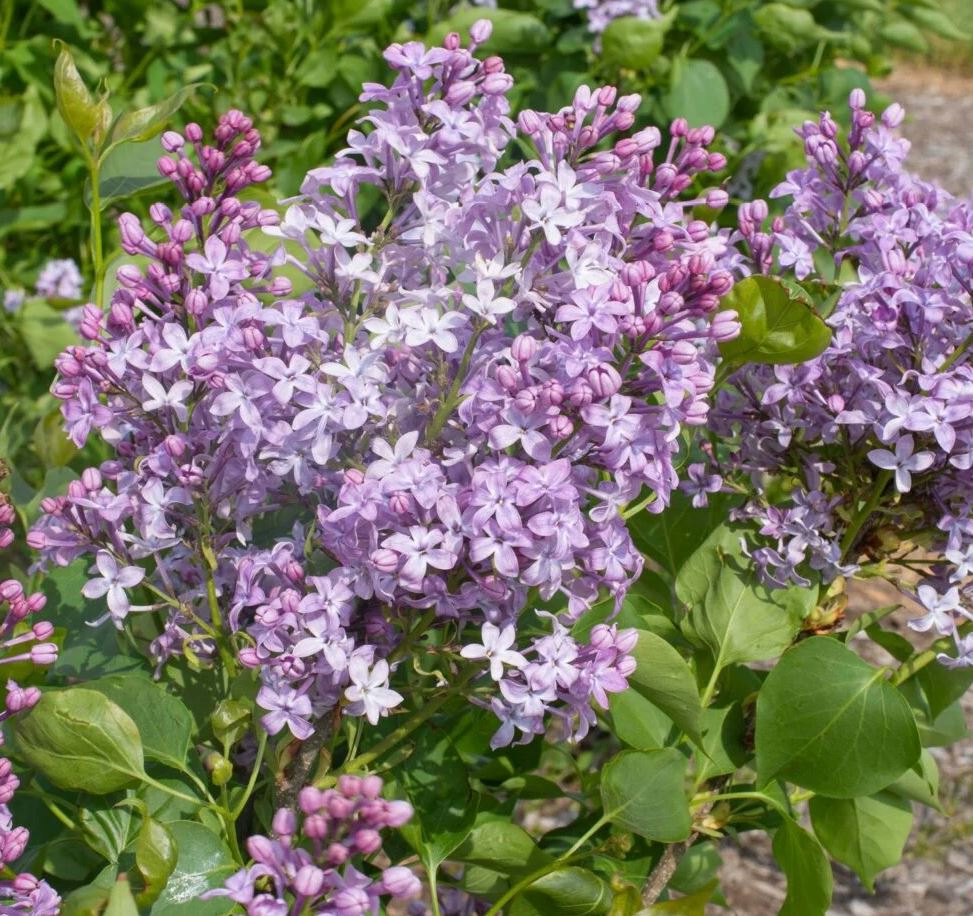 SYRINGA NEW AGE LAVENDER