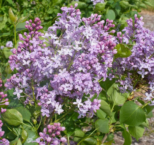 SYRINGA NEW AGE LAVENDER