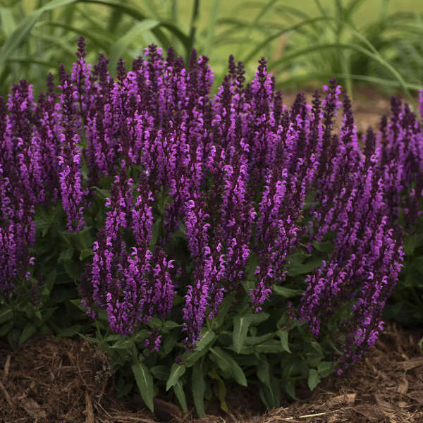 Salvia 'Bumbleberry'