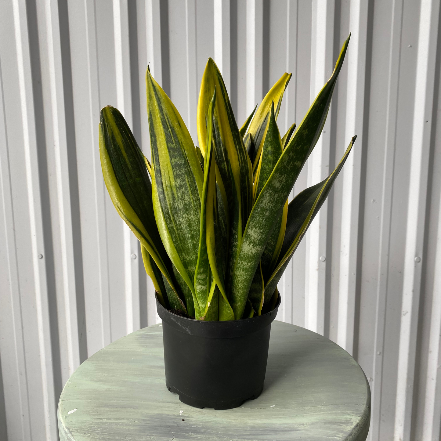 6'' Sanserviera Golden Flame