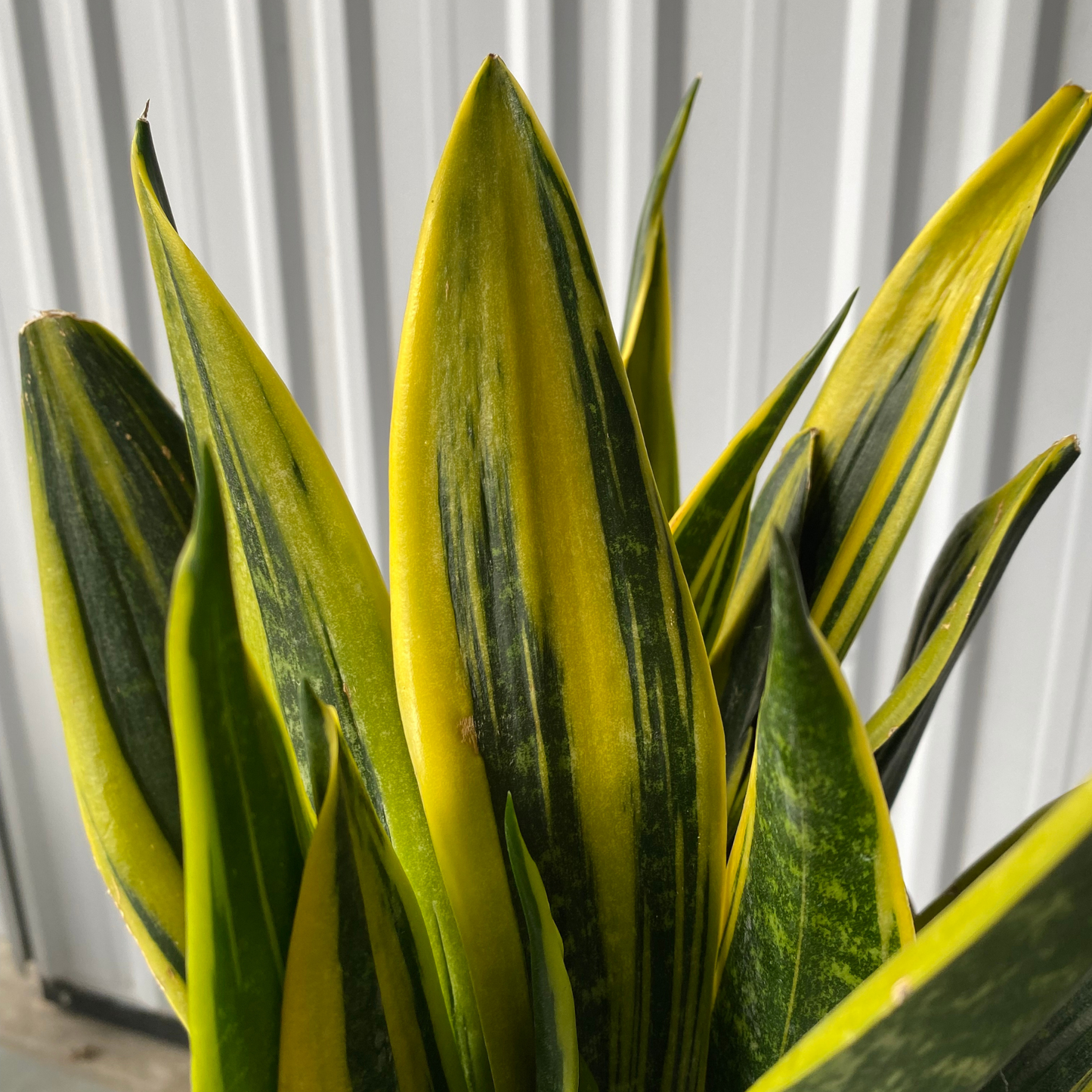 6'' Sanserviera Golden Flame