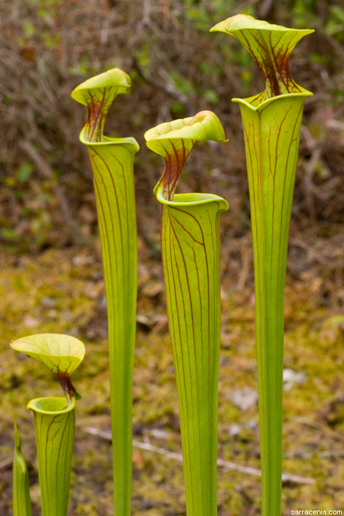 Sarracenia In Floating Island