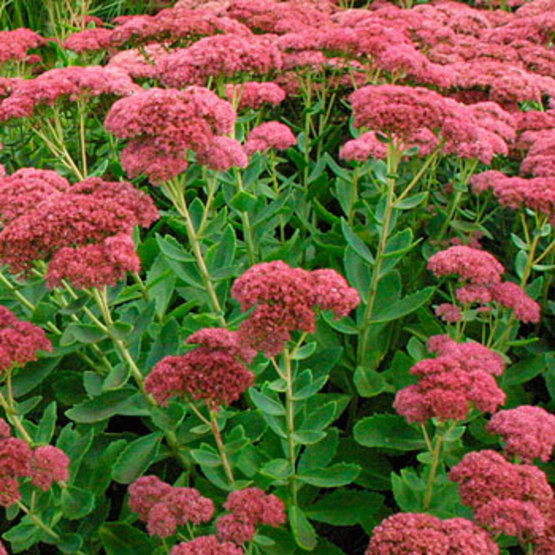 Sedum spectabile 'Autumn Joy'