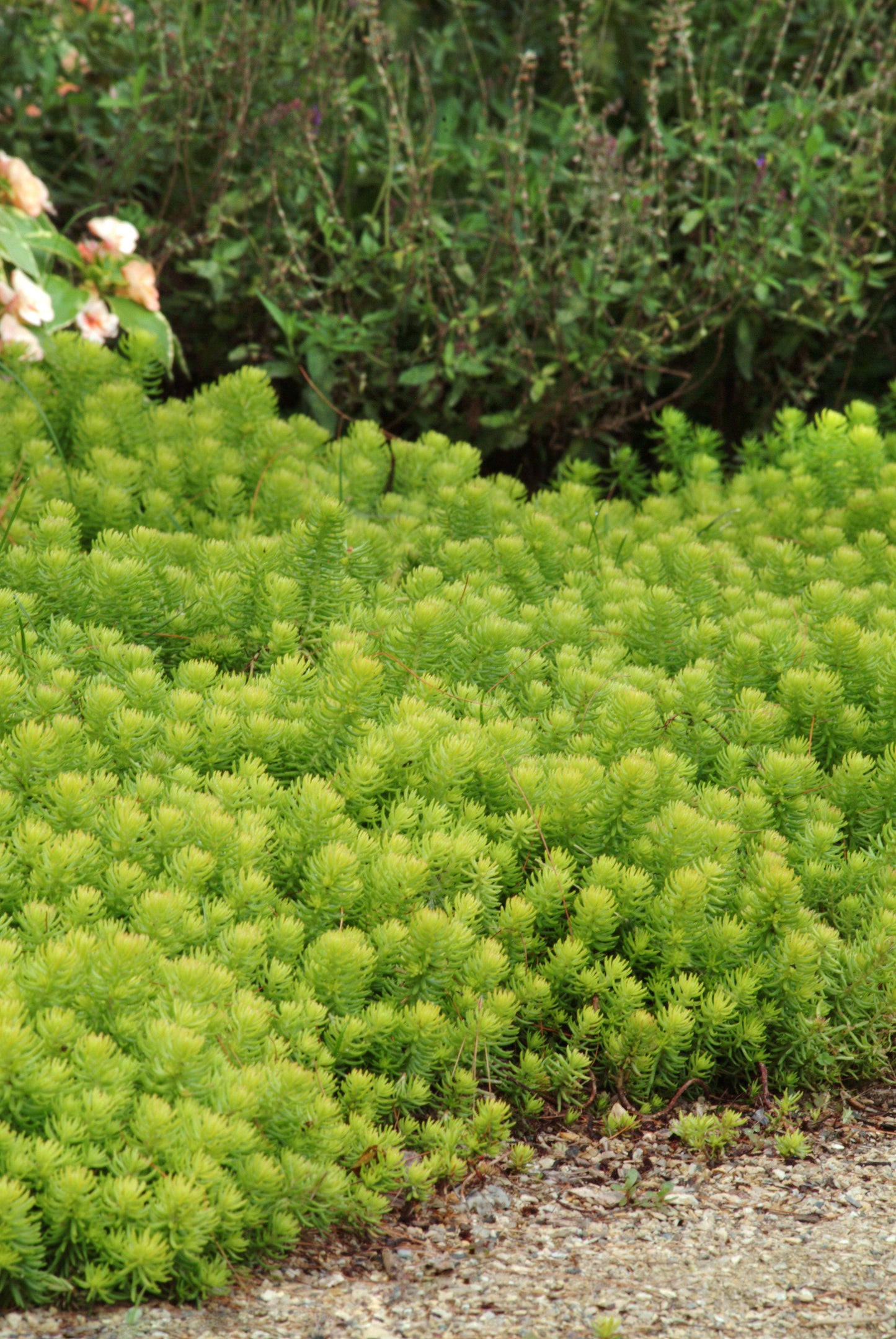 Sedum r. 'Angelina'