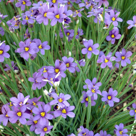 Sisyrinchium Angustifoliu (Blue Eyed Grass)