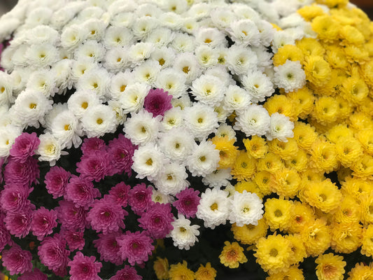 GARDEN MUMS COMBO SOLSTICE - 12'' POT