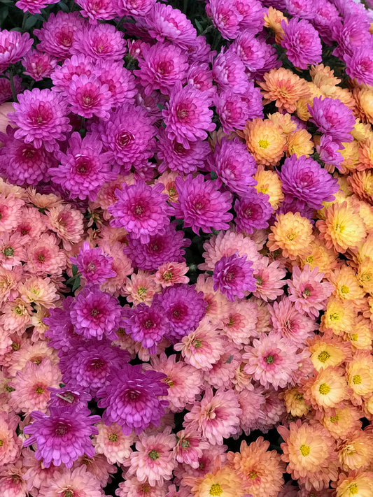 GARDEN MUMS COMBO SPELLBOUND - 12'' HANGING BASKET