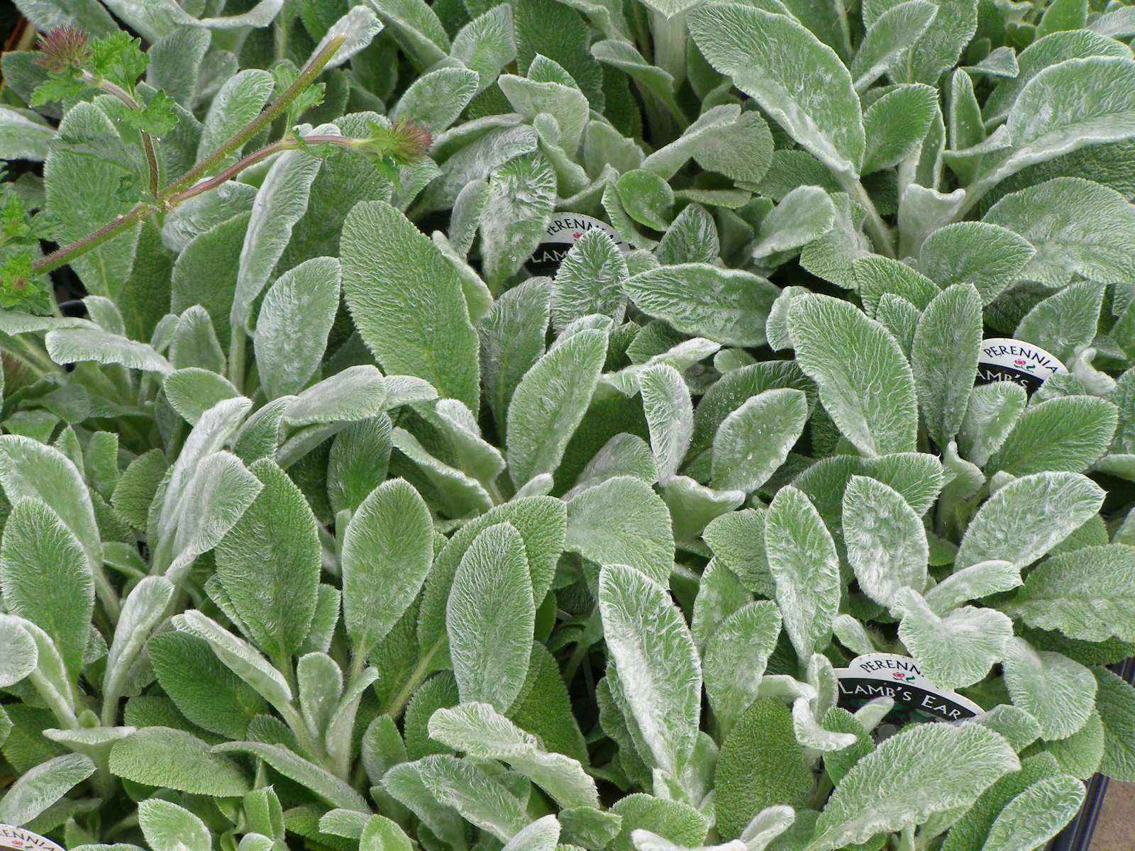 Stachys 'Fuzzy Wuzzy'