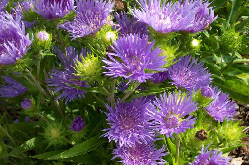 Stokesia 'Peachie's Pick'