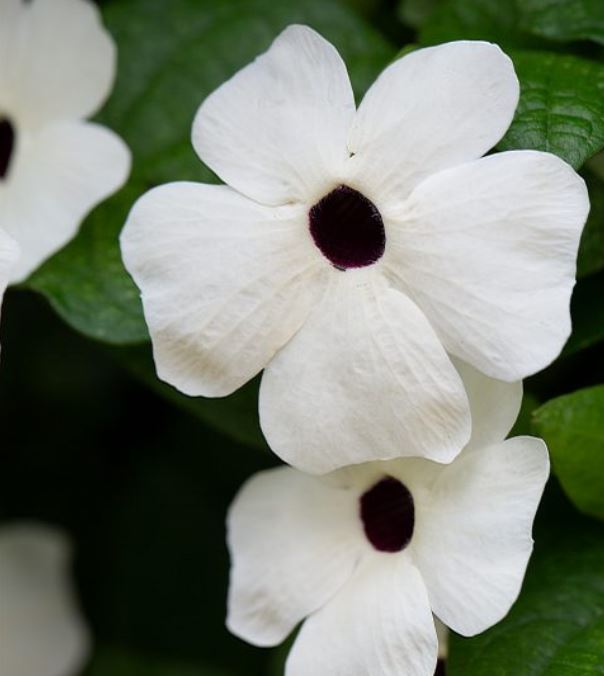 THUNBERGIA POWER TOWER WHITE