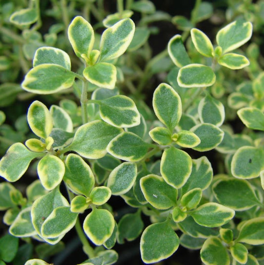 THYME GOLDEN LEMON CITRIODORUS