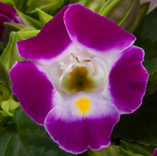 TORENIA HI-LITE MAGENTA