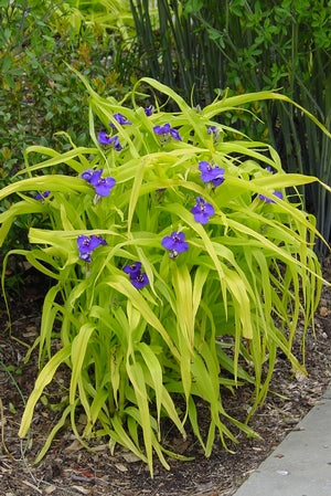 Tradescantia 'Sweet Kate'