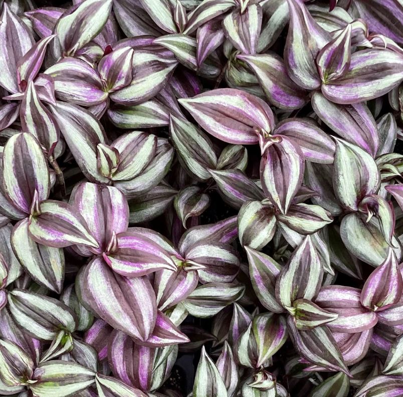 TRADESCANTIA ZEBRINA PURPLE VARIEGATED - 10" HANGING BASKET