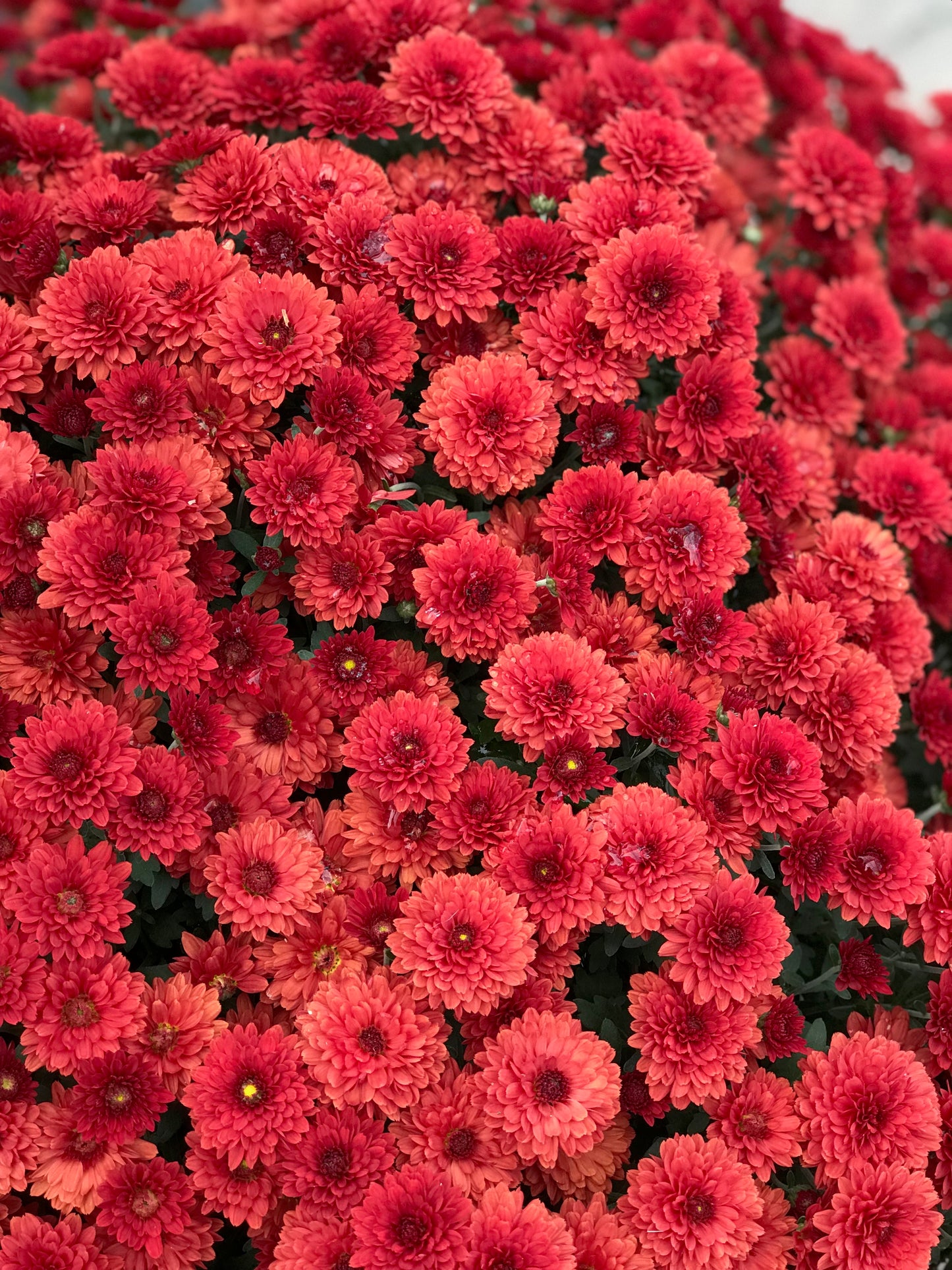 GARDEN MUMS TABITHA SCARLET - 10'' POT