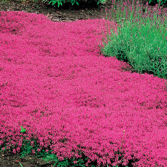 THYME RED CREEPING THYMUS PRAECOX