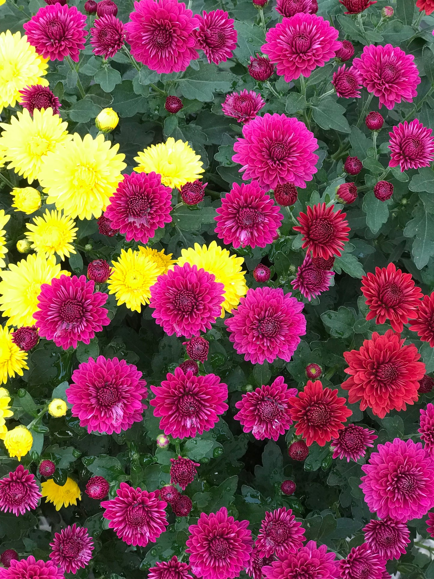 GARDEN MUMS COMBO TRICK OR TREAT - 12'' POT