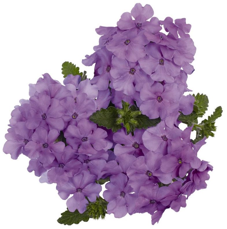 VERBENA EMPRESS FLAIR LAVENDER BLUE