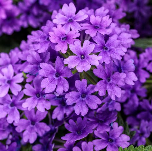 VERBENA SUPERBENA IMPERIAL BLUE